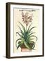 Aloe Vera Vulgaris, from Phytographia Curiosa, Published 1702-Abraham Munting-Framed Giclee Print