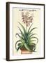 Aloe Vera Vulgaris, from Phytographia Curiosa, Published 1702-Abraham Munting-Framed Giclee Print