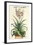 Aloe Vera Vulgaris, from Phytographia Curiosa, Published 1702-Abraham Munting-Framed Giclee Print