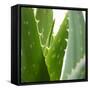 Aloe Vera-Alexander Feig-Framed Stretched Canvas