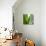 Aloe Vera-Alexander Feig-Stretched Canvas displayed on a wall