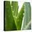 Aloe Vera-Alexander Feig-Stretched Canvas