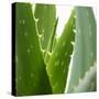 Aloe Vera-Alexander Feig-Stretched Canvas