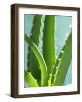 Aloe Vera-Kia Nu-Framed Photographic Print