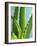 Aloe Vera-Kia Nu-Framed Photographic Print