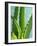 Aloe Vera-Kia Nu-Framed Photographic Print