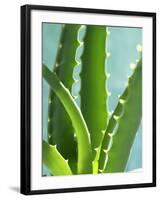 Aloe Vera-Kia Nu-Framed Photographic Print