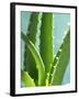 Aloe Vera-Kia Nu-Framed Photographic Print