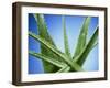 Aloe Vera-Christian Schuster-Framed Photographic Print