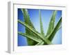 Aloe Vera-Christian Schuster-Framed Photographic Print