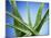 Aloe Vera-Christian Schuster-Mounted Photographic Print