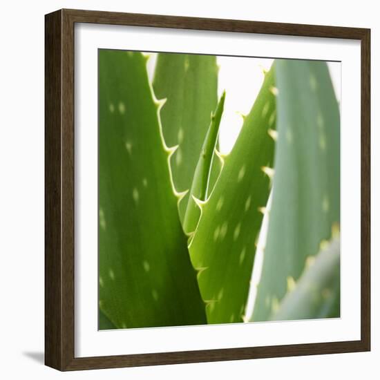 Aloe Vera-Alexander Feig-Framed Photographic Print