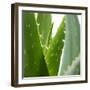 Aloe Vera-Alexander Feig-Framed Photographic Print