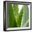 Aloe Vera-Alexander Feig-Framed Photographic Print