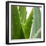 Aloe Vera-Alexander Feig-Framed Photographic Print