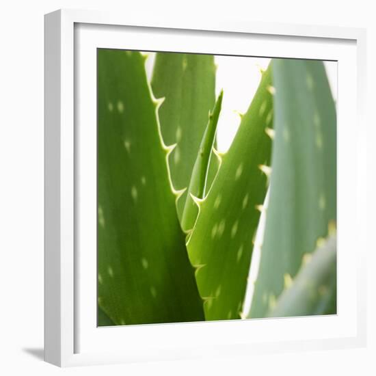 Aloe Vera-Alexander Feig-Framed Photographic Print