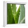 Aloe Vera-Alexander Feig-Framed Photographic Print