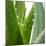 Aloe Vera-Alexander Feig-Mounted Photographic Print