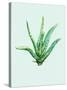 Aloe Vera-Heaven on 3rd-Stretched Canvas