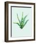 Aloe Vera-Heaven on 3rd-Framed Art Print