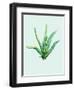 Aloe Vera-Heaven on 3rd-Framed Art Print