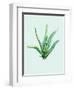 Aloe Vera-Heaven on 3rd-Framed Art Print