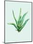 Aloe Vera-Heaven on 3rd-Mounted Art Print