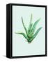 Aloe Vera-Heaven on 3rd-Framed Stretched Canvas