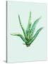 Aloe Vera-Heaven on 3rd-Stretched Canvas