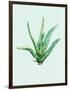 Aloe Vera-Heaven on 3rd-Framed Art Print