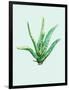 Aloe Vera-Heaven on 3rd-Framed Art Print