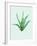 Aloe Vera-Heaven on 3rd-Framed Art Print