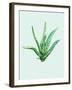 Aloe Vera-Heaven on 3rd-Framed Art Print