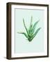 Aloe Vera-Heaven on 3rd-Framed Art Print