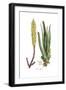 Aloe vulgaris, Flora Graeca-Ferdinand Bauer-Framed Giclee Print