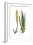 Aloe vulgaris, Flora Graeca-Ferdinand Bauer-Framed Giclee Print