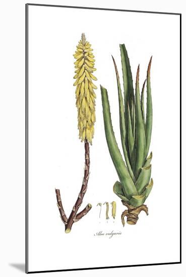 Aloe vulgaris, Flora Graeca-Ferdinand Bauer-Mounted Giclee Print