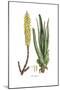 Aloe vulgaris, Flora Graeca-Ferdinand Bauer-Mounted Giclee Print