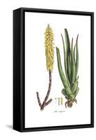 Aloe vulgaris, Flora Graeca-Ferdinand Bauer-Framed Stretched Canvas