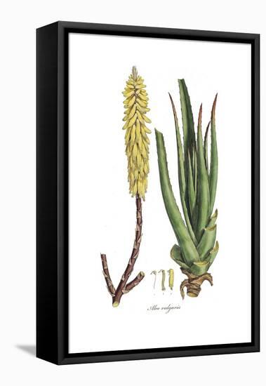 Aloe vulgaris, Flora Graeca-Ferdinand Bauer-Framed Stretched Canvas