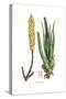 Aloe vulgaris, Flora Graeca-Ferdinand Bauer-Stretched Canvas