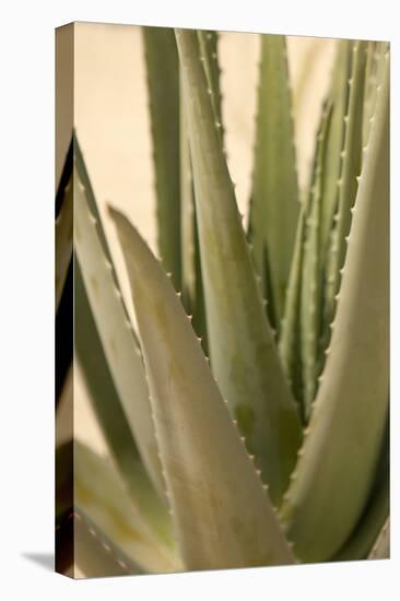Aloe-Karyn Millet-Stretched Canvas