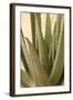 Aloe-Karyn Millet-Framed Photographic Print