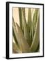 Aloe-Karyn Millet-Framed Photographic Print