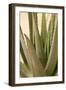 Aloe-Karyn Millet-Framed Photographic Print