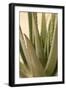 Aloe-Karyn Millet-Framed Photographic Print