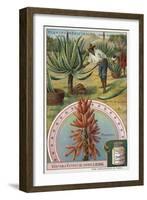 Aloes: Harvesting the Sap-null-Framed Giclee Print