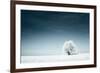 Alone Frozen Tree in Snowy Field and Dark Blue Sky-Dudarev Mikhail-Framed Photographic Print