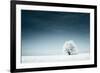 Alone Frozen Tree in Snowy Field and Dark Blue Sky-Dudarev Mikhail-Framed Photographic Print