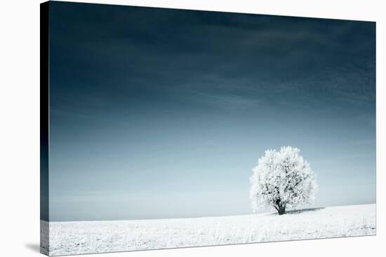 Alone Frozen Tree in Snowy Field and Dark Blue Sky-Dudarev Mikhail-Stretched Canvas